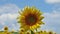 Close up of sunflower and zoom out to a field of blooming sunflowers