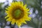 Close up Sunflowers and bee with blur background.