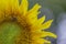 Close up Sunflowers and bee with blur background.