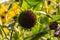Close up Sunflowers Helianthus annuus seeds on a stem