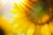 Close up of sunflowers with sunbeam, outdoor nature