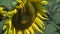 Close up Sunflowers with wasp flying away in slow motion