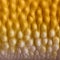 Close-up of Sunglow Leopard gecko scales