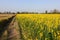 Close up of sunhemp flower and Rice field after harvest