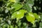 Close-up sunlit birch branches with young green leaves. Selective focus.