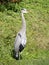 Close Up of a Sunlit Great Blue Heron Standing in Profile in a Green Wetlands