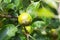 Close up of sunlit pear ripening on the tree. Macro