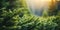 Close up of sunlit pine tree branches in a forest