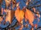 Close-up of sunlit tree twigs with three autumn colored leaves in the center.