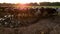 Close up sunset, sunrise footage of free range grass fed cows in a muddy puddle