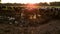 Close up sunset, sunrise footage of free range grass fed cows in a muddy puddle