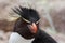Close-up of suothern Rockhopper Penguin