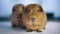 Close up super cute ginger guinea pigs sitting on blurred blue background 4K VET
