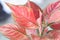 Close up super red  Aglaonema  plant in the garden, selective focus