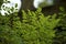 Close up of superfood moringa tree leaves