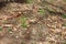 Close up surface of detailed forest ground with lots of leaves and branches