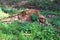 Close up surface of detailed forest ground with lots of leaves and branches