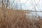 Close up of surface of reed and hay in high resolution found at a lake in germany