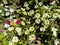 Close up of Surfinia Flowers.Surfinia Flowers. Flowers in Pots.Selective Focus on the Subject.