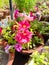 Close up of Surfinia Flowers.Surfinia Flowers. Flowers in Pots.Selective Focus on the Subject.