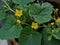 Close-up of suri cucumber plant with yellow flowers