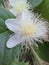 Close-up of a Surinamese or Pitanga cherry blossom in a garden.