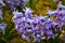 Close up of surprise pink and blue purple dutch hyacinth or garden hyacinth flowers fields in the park