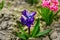 Close up of surprise pink and blue purple dutch hyacinth or garden hyacinth flowers fields in the park