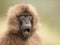 Close up of a surprised female Gelada monkey