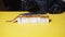 Close-up of Sushi chef preparing the European rolls with eel on a large yellow kitchen table. Frame. Traditional