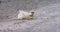 Close-up of Svalbard Ptarmigan grouse in the arctic