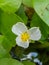 Close up swamp flower Hydrocharis dubia,Frog Bit