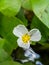 Close up swamp flower Hydrocharis dubia,Frog Bit