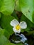 Close up swamp flower Hydrocharis dubia,Frog Bit