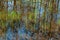 Close-up swamp grass marsh horsetail