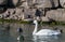 Close up of a swan, beak, shorebird, head, waterbird