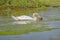 A close up swan feeding in beautiful green Brands Bay,Purbeck,Dorset