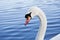 Close up of swan head swimming in the lake