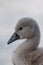 Close-up of a swan. Portrait of gray baby swan. Mute swan cygnet. Cygnus olor