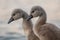 Close-up of a swan. Portrait of gray baby swans. Mute swan cygnets. Cygnus olor