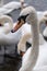 Close-up of a swan\\\'s head and neck amidst other swans in the water