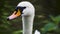 Close-up on swan\'s white head