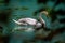 Close up of swan seen through foliage swimming on colourful  lake with yellow algae in Wiltshire