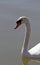 A close up of a swans head dripping with water