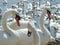 Close up of Swans on a pond.