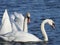 Close up of swans in the wild with blue water in the background