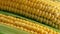 Close up of sweet corn