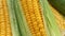 Close up of sweet corn