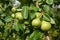 Close up on sweet green color pears harvest on the pear tree branch.