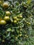 A close-up of a sweet orange tree with lots of fruit and lush leaves?